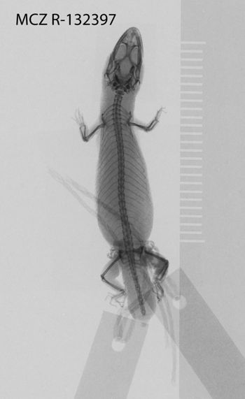 Media type: image; Herpetology R-132397